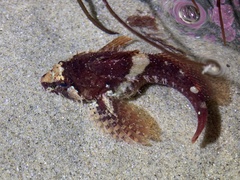 Oligocottus rubellio