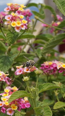 Mystacanthophora