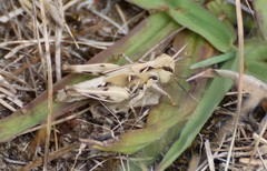 Austroicetes