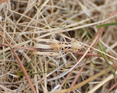 Austroicetes