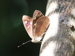 Eunica monima modesta