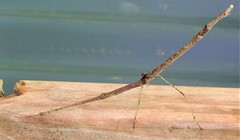 Scionecra