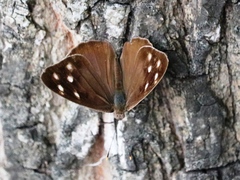 Eunica monima modesta