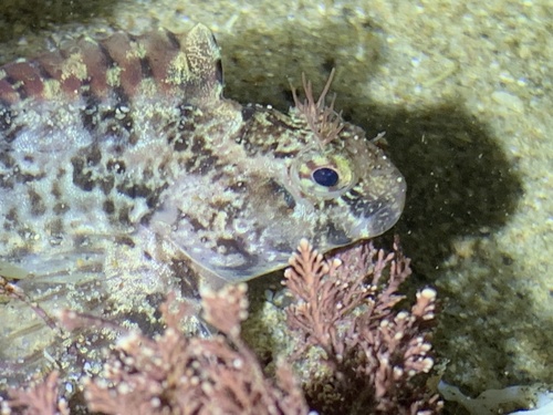 Notchbrow Blenny