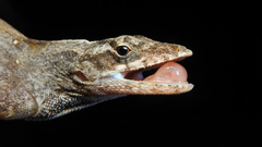 Anolis sagrei