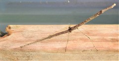 Scionecra