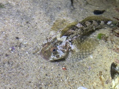 Clinocottus recalvus