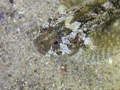 Clinocottus recalvus