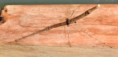 Scionecra