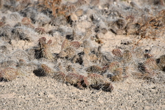 Opuntia trichophora