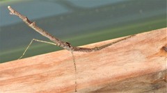 Scionecra
