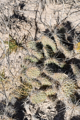 Opuntia trichophora