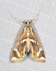 Margarosticha sphenotis