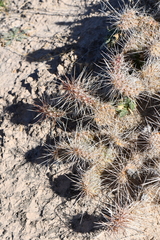 Opuntia trichophora