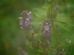 Stachys melissifolia