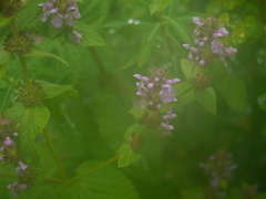 Stachys melissifolia