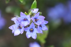 Halgania andromedifolia