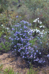Halgania andromedifolia