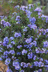 Halgania andromedifolia