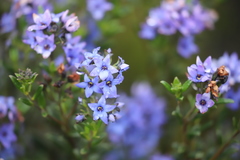 Halgania andromedifolia