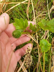 Ranunculus subscaposus