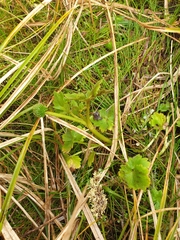 Ranunculus subscaposus