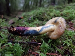 Xerocomellus rainisiae