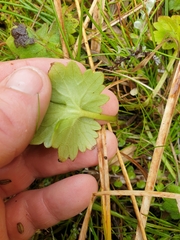 Ranunculus subscaposus