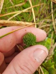Ranunculus subscaposus