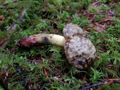 Xerocomellus rainisiae