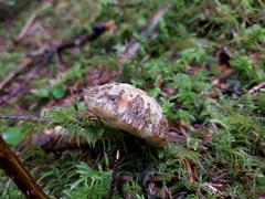 Xerocomellus rainisiae