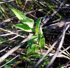 Ampelaster carolinianus