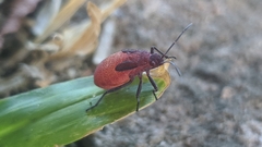 Hemiptera