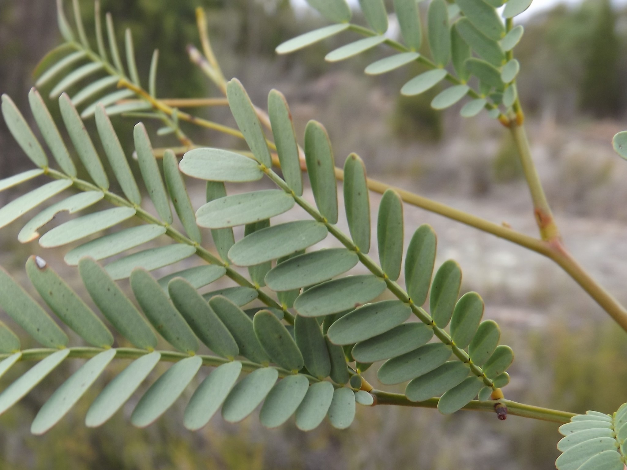 Acacia Pruinosa Acunn Ex Benth