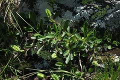 Campanula tridentata biebersteiniana