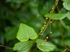 Dioscorea deltoidea