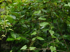 Dioscorea deltoidea