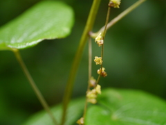 Dioscorea deltoidea