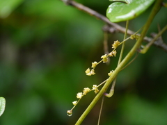 Dioscorea deltoidea