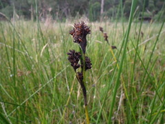 Machaerina rubiginosa