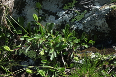 Campanula tridentata biebersteiniana