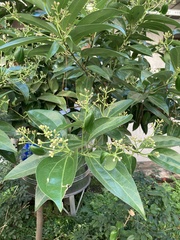Cinnamomum kotoense