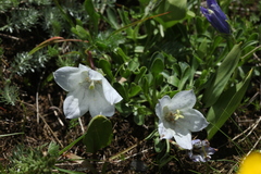 Campanula tridentata biebersteiniana