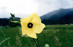 Abelmoschus moschatus