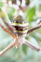 Argiope keyserlingi