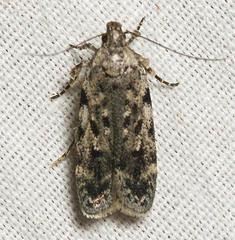 Chionodes pereyra