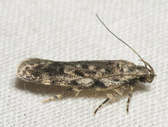 Chionodes pereyra
