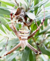 Argiope keyserlingi