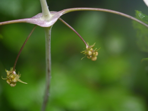 Himalayan clematis (Clematis connata)