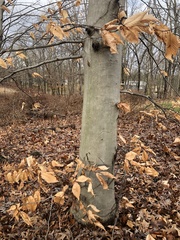 Fagus grandifolia
